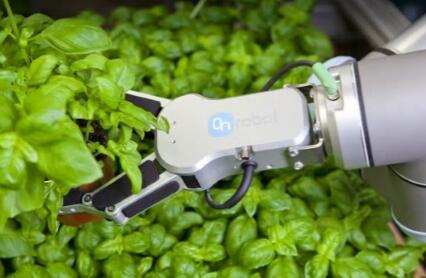  丹麥花卉公司，植物采摘及包裝機(jī)器人自動(dòng)化