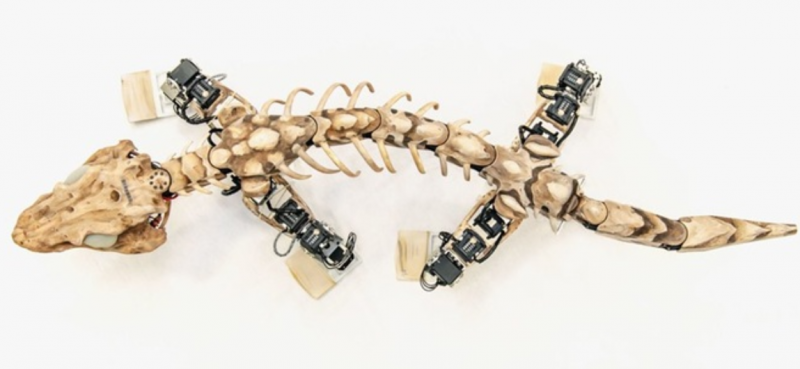 機(jī)器人進(jìn)軍考古界——重現(xiàn)了一個(gè)2.9億年的生物